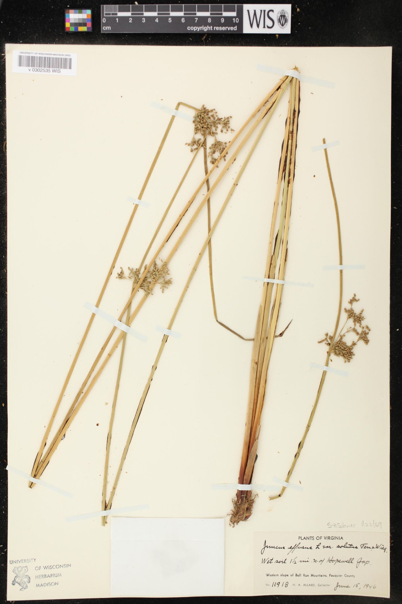 Juncus effusus var. solutus image