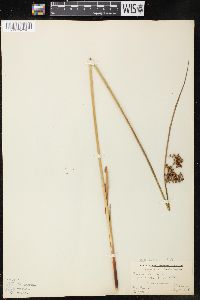 Juncus effusus var. solutus image