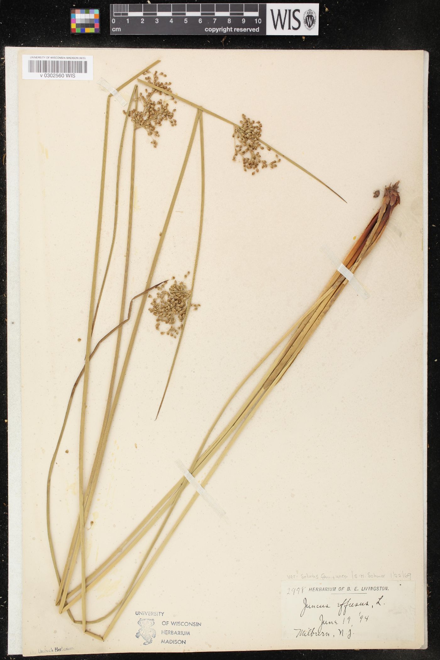 Juncus effusus var. solutus image