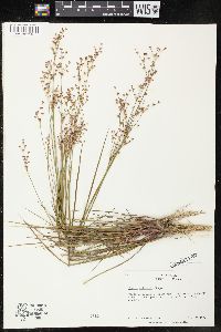 Juncus elliottii image