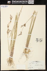 Juncus elliottii image