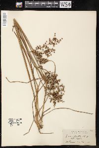 Juncus elliottii image