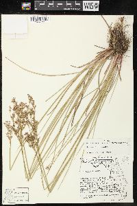 Juncus elliottii image