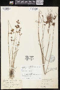 Juncus elliottii image