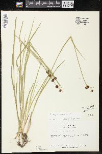 Juncus ensifolius image