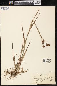 Juncus ensifolius image