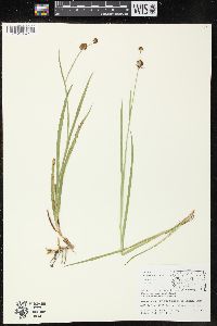 Juncus ensifolius image