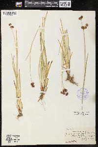 Juncus ensifolius image