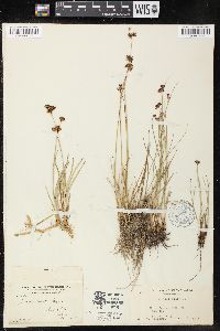 Juncus falcatus image