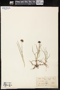 Juncus falcatus image