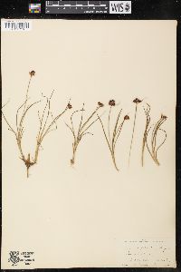 Juncus falcatus image