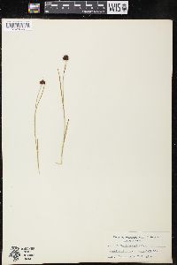 Juncus falcatus image