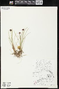 Juncus falcatus image