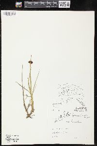 Juncus falcatus image