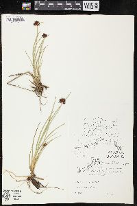 Juncus falcatus image