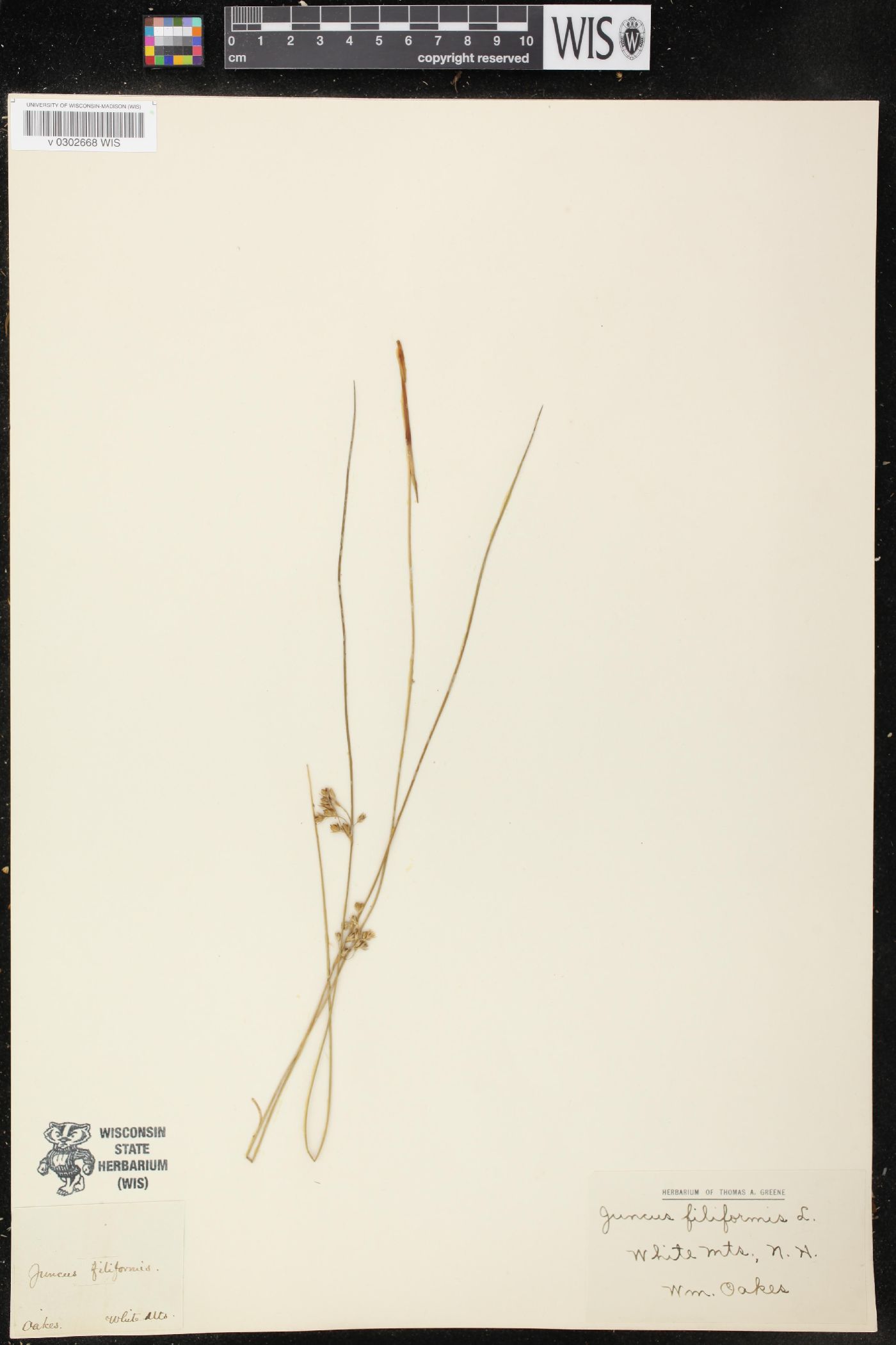 Juncus filiformis image