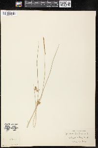 Juncus filiformis image