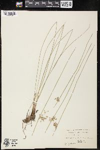 Juncus filiformis image