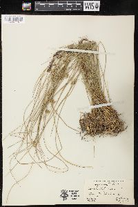 Juncus filiformis image