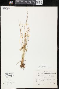 Juncus filiformis image