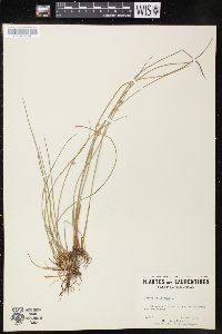 Juncus filiformis image