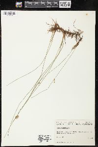 Juncus filiformis image