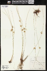 Juncus filiformis image