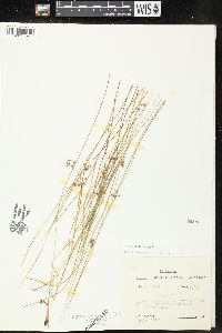 Juncus filiformis image