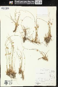 Juncus filiformis image