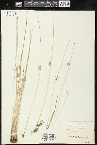 Juncus filiformis image