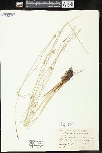 Juncus filiformis image