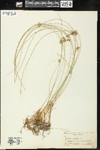 Juncus filiformis image