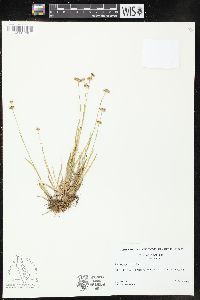 Juncus filipendulus image