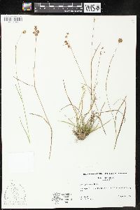 Juncus filipendulus image