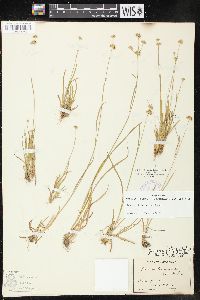 Juncus filipendulus image