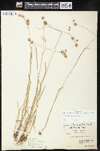 Juncus filipendulus image