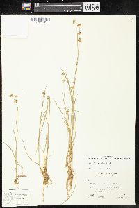 Juncus filipendulus image