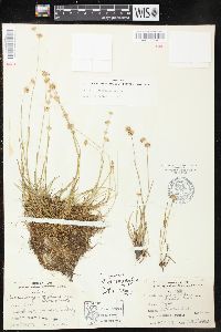 Juncus filipendulus image