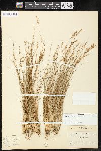 Juncus georgianus image