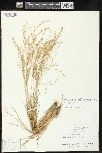 Juncus georgianus image