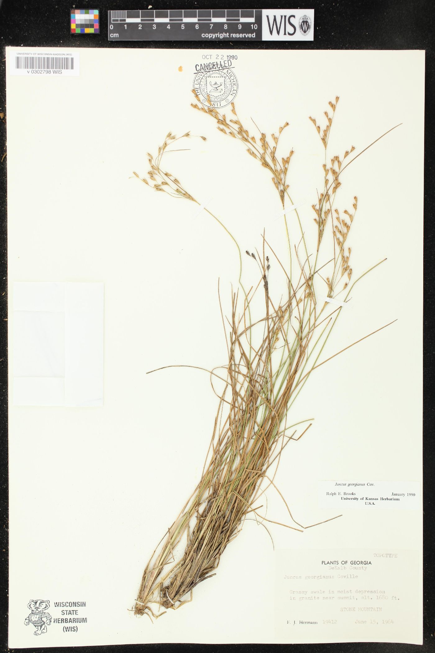 Juncus georgianus image