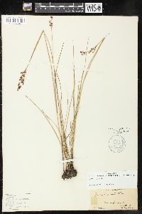 Juncus gerardii image