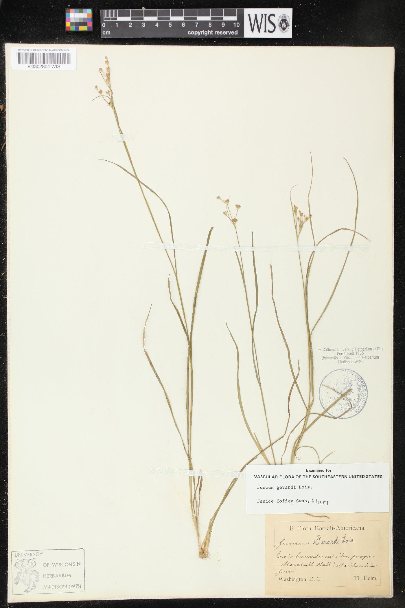 Juncus gerardii image