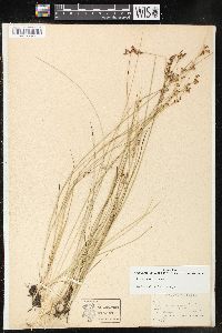 Juncus gerardii image