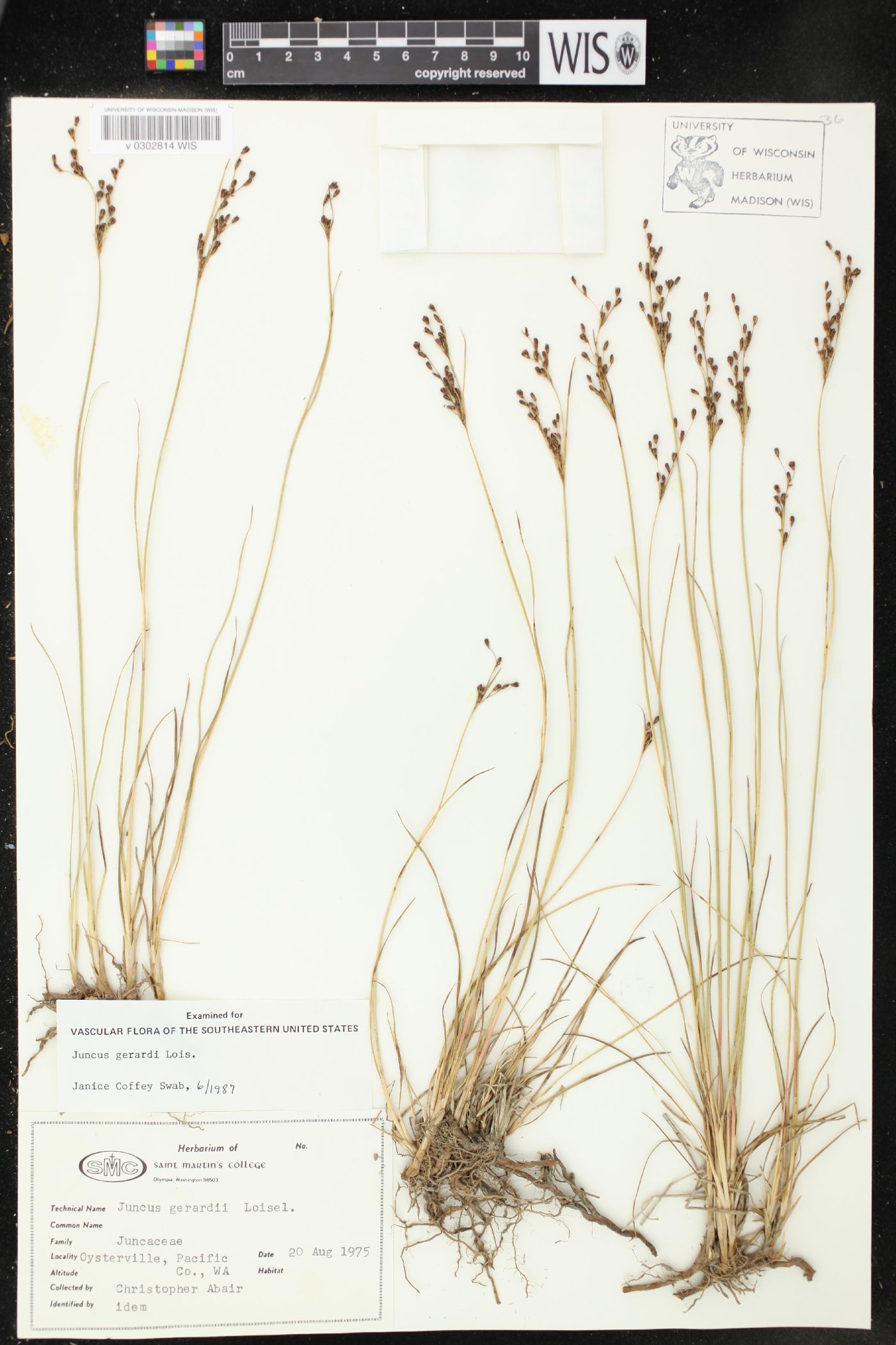 Juncus gerardii image