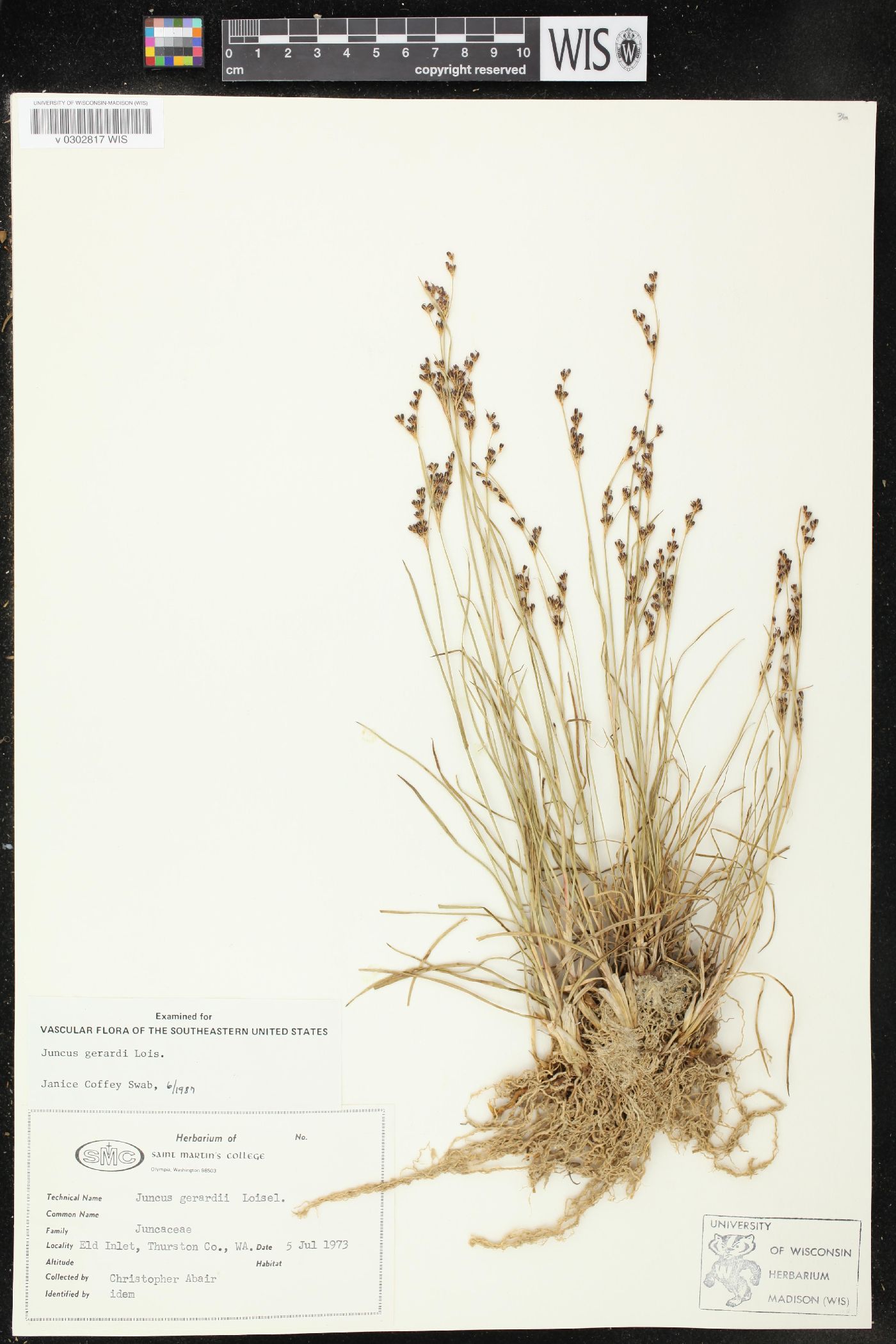 Juncus gerardii image