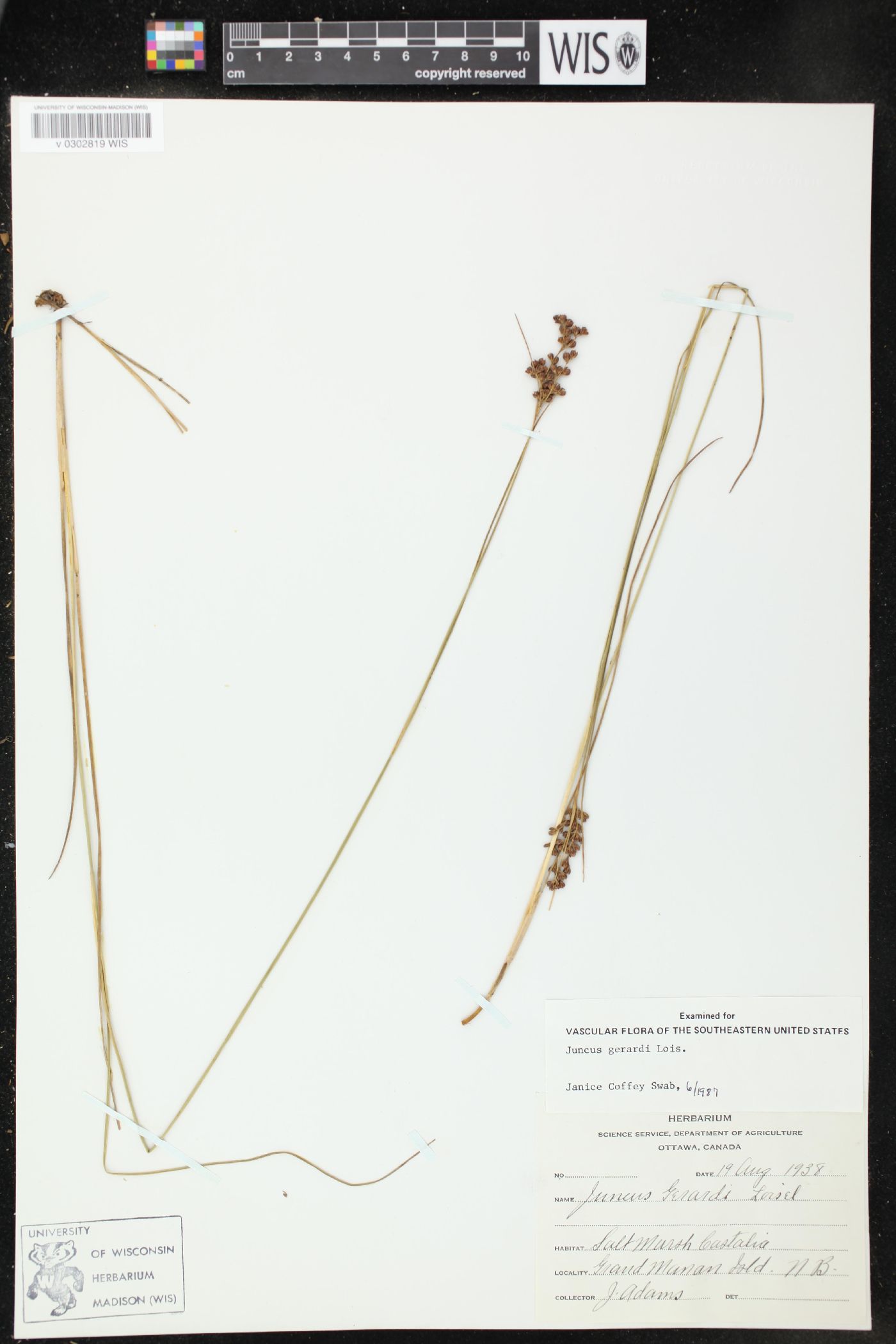 Juncus gerardii image