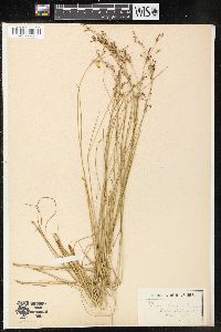 Juncus gerardii image