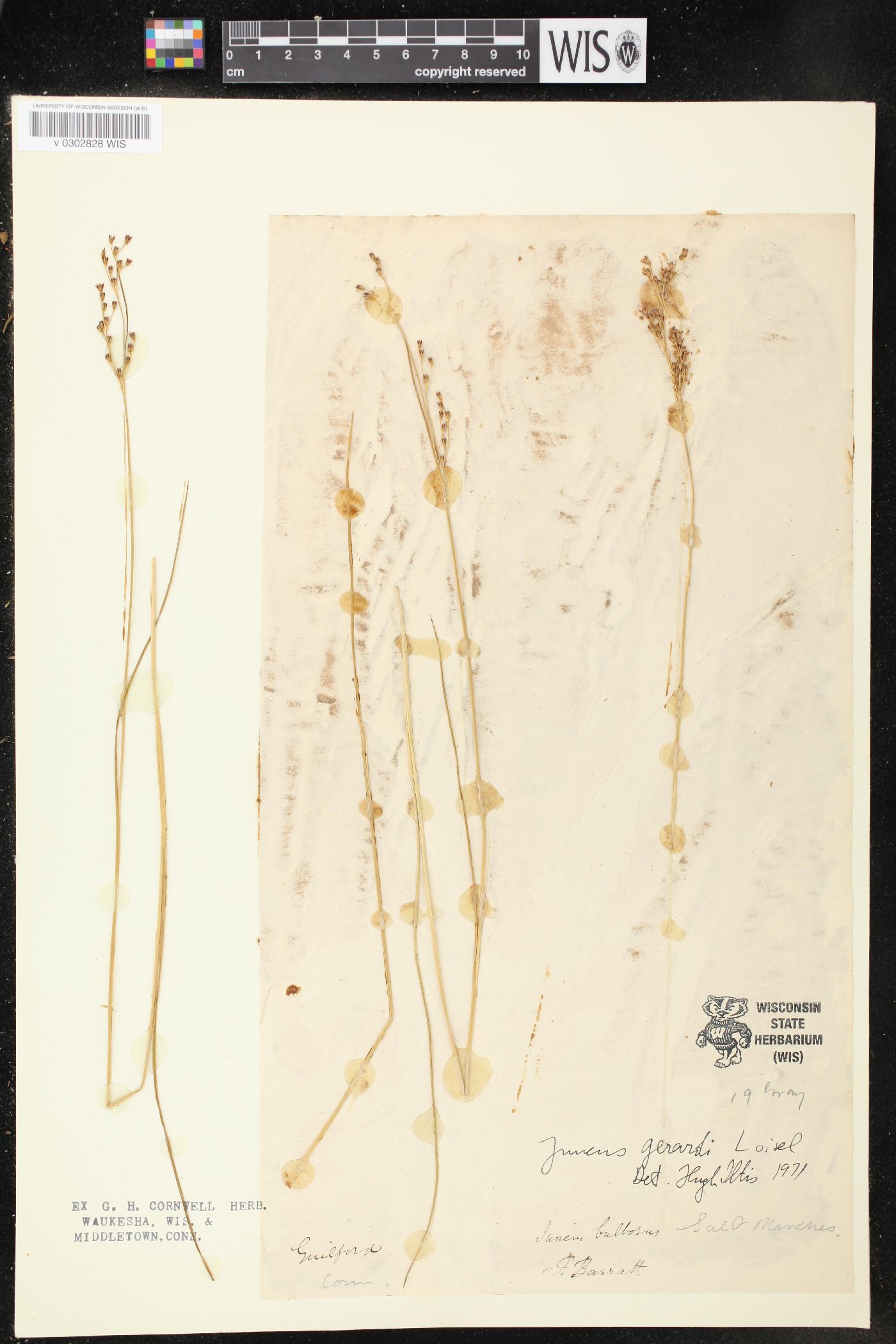 Juncus gerardii image