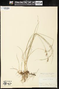 Juncus gerardii image